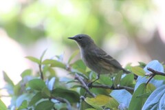 Setophaga coronata auduboni