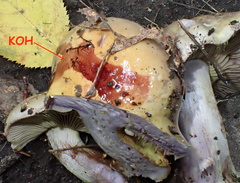 Cortinarius atkinsonianus