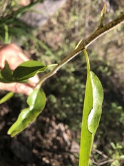 Ehretia saligna membranifolia