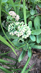 Hylotelephium maximum × spectabile