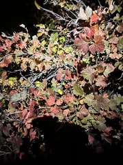 Physocarpus malvaceus