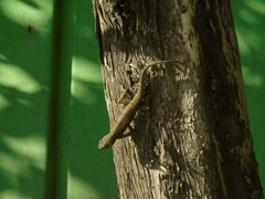 Sceloporus grammicus