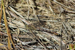 Dromogomphus spoliatus
