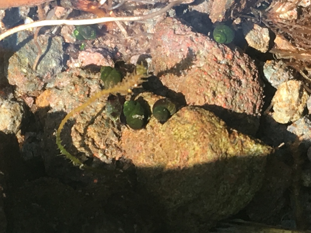 Three Forks Springsnail