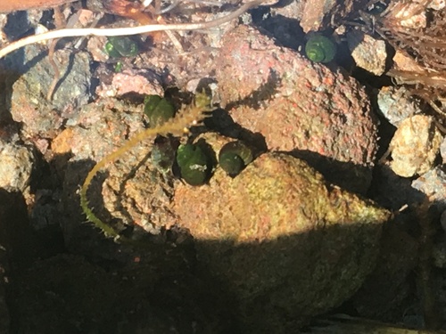 Three Forks Springsnail