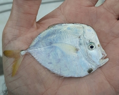 Selene setapinnis