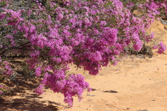 Calytrix microcoma