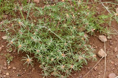 Portulaca suffrutescens