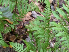 Dryopteris carthusiana