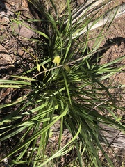 Dianella brevipedunculata