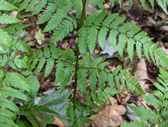 Dryopteris carthusiana