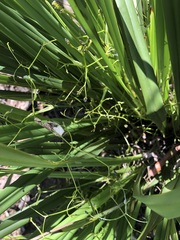Dianella brevipedunculata