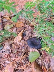 Cortinarius violaceus