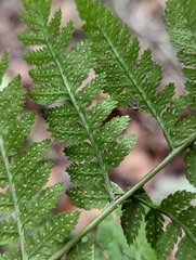 Dryopteris carthusiana