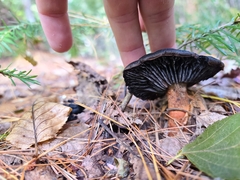 Cortinarius violaceus