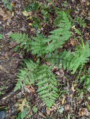 Dryopteris carthusiana