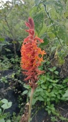 Dichromanthus cinnabarinus