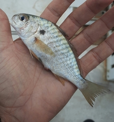 Leiostomus xanthurus