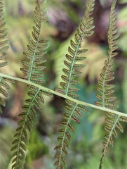 Dryopteris carthusiana