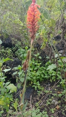 Dichromanthus cinnabarinus