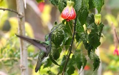 Colibri