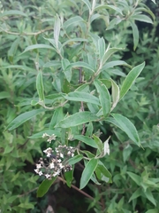 Buddleja parviflora