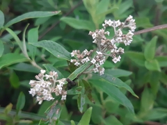Buddleja parviflora