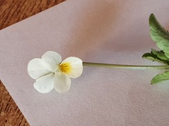 Viola arvensis arvensis