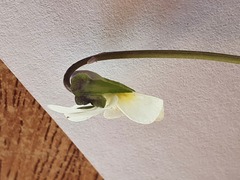 Viola arvensis arvensis