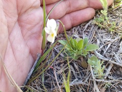 Viola arvensis arvensis