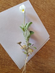 Viola arvensis arvensis