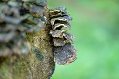 Trametes