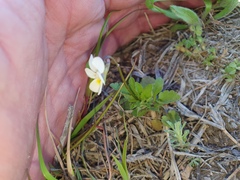 Viola arvensis arvensis
