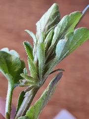 Viola arvensis arvensis
