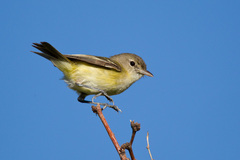 Bell's Vireo photo 6