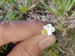 Viola arvensis arvensis