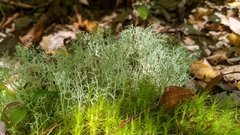 Cladonia subtenuis