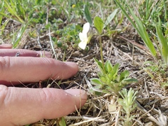 Viola arvensis arvensis