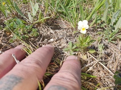 Viola arvensis arvensis