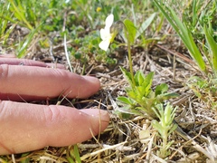 Viola arvensis arvensis