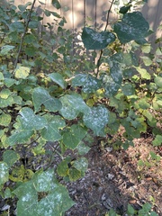 Populus