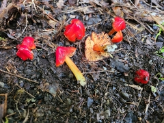 Hygrocybe cuspidata