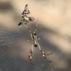 Trichonephila edulis