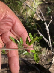 Jasminum didymum racemosum