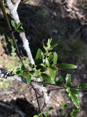 Jasminum didymum racemosum