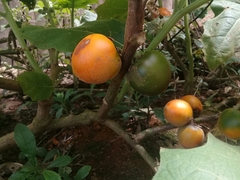 Solanum sessiliflorum