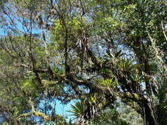 Vriesea