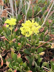 Eriogonum umbellatum