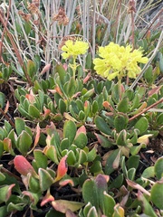 Eriogonum umbellatum