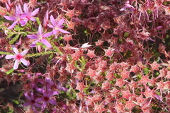Calytrix microcoma